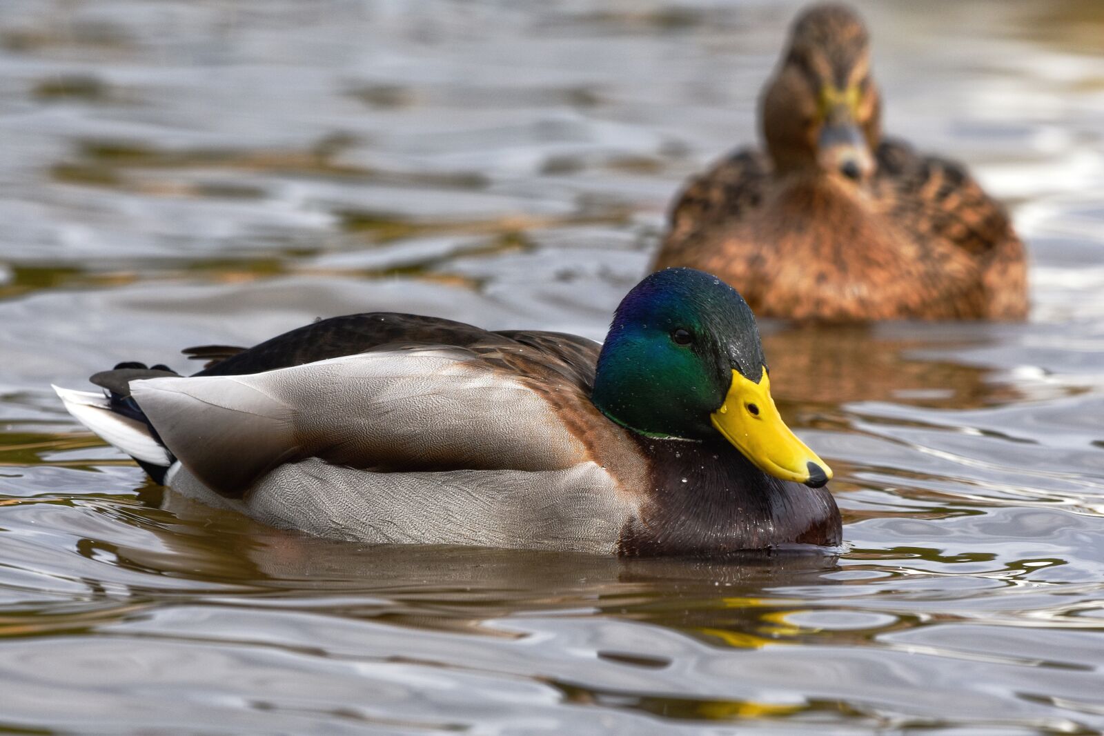 Nikon D7200 sample photo. Animal, pond, water photography