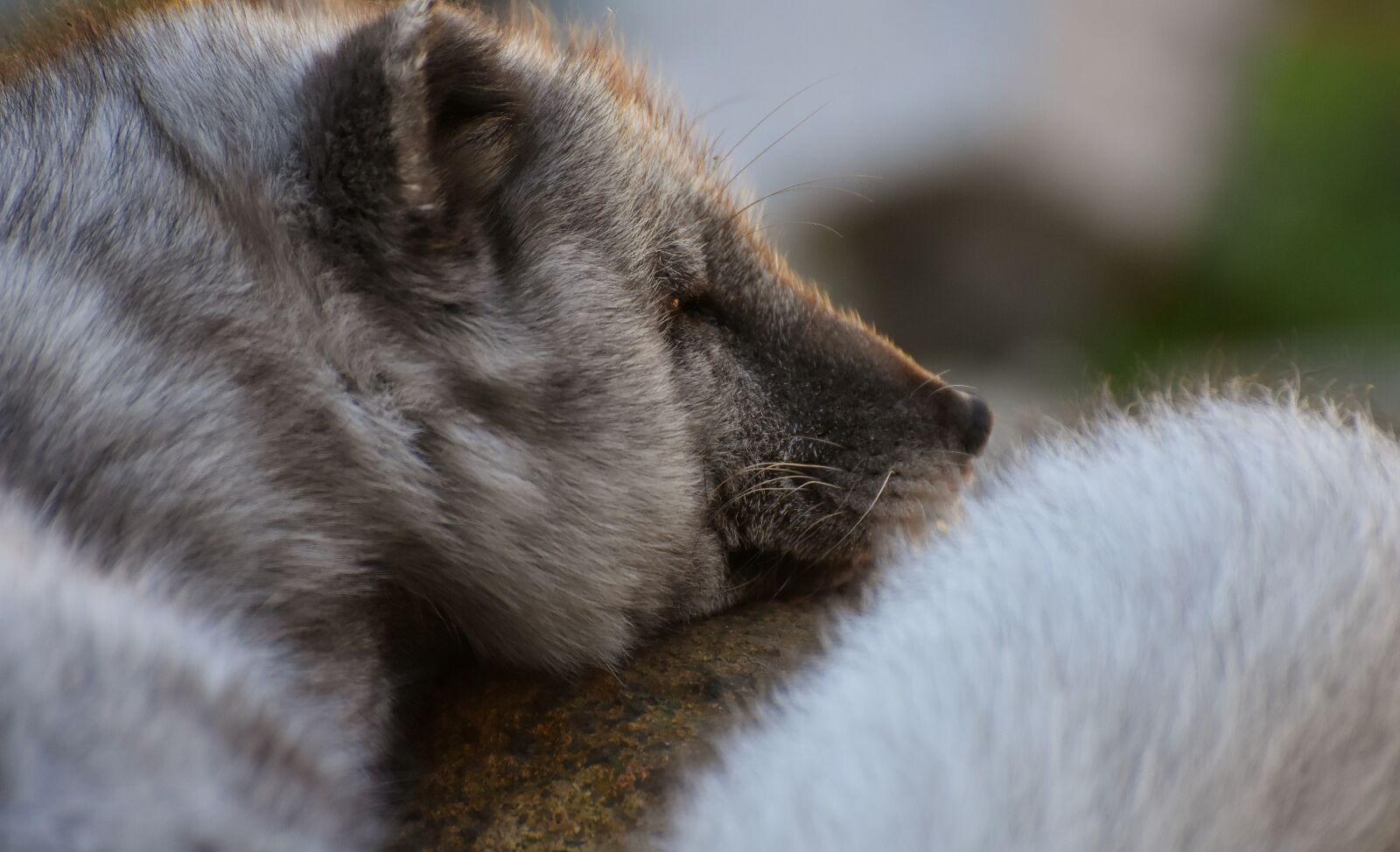 Nikon D7200 sample photo. Arctic fox, sleep, wild photography