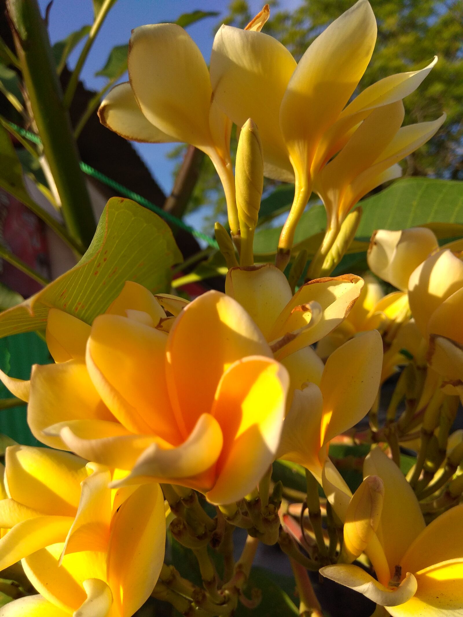 Xiaomi Redmi Note 4 sample photo. Afa_graphy_morning, flower photography