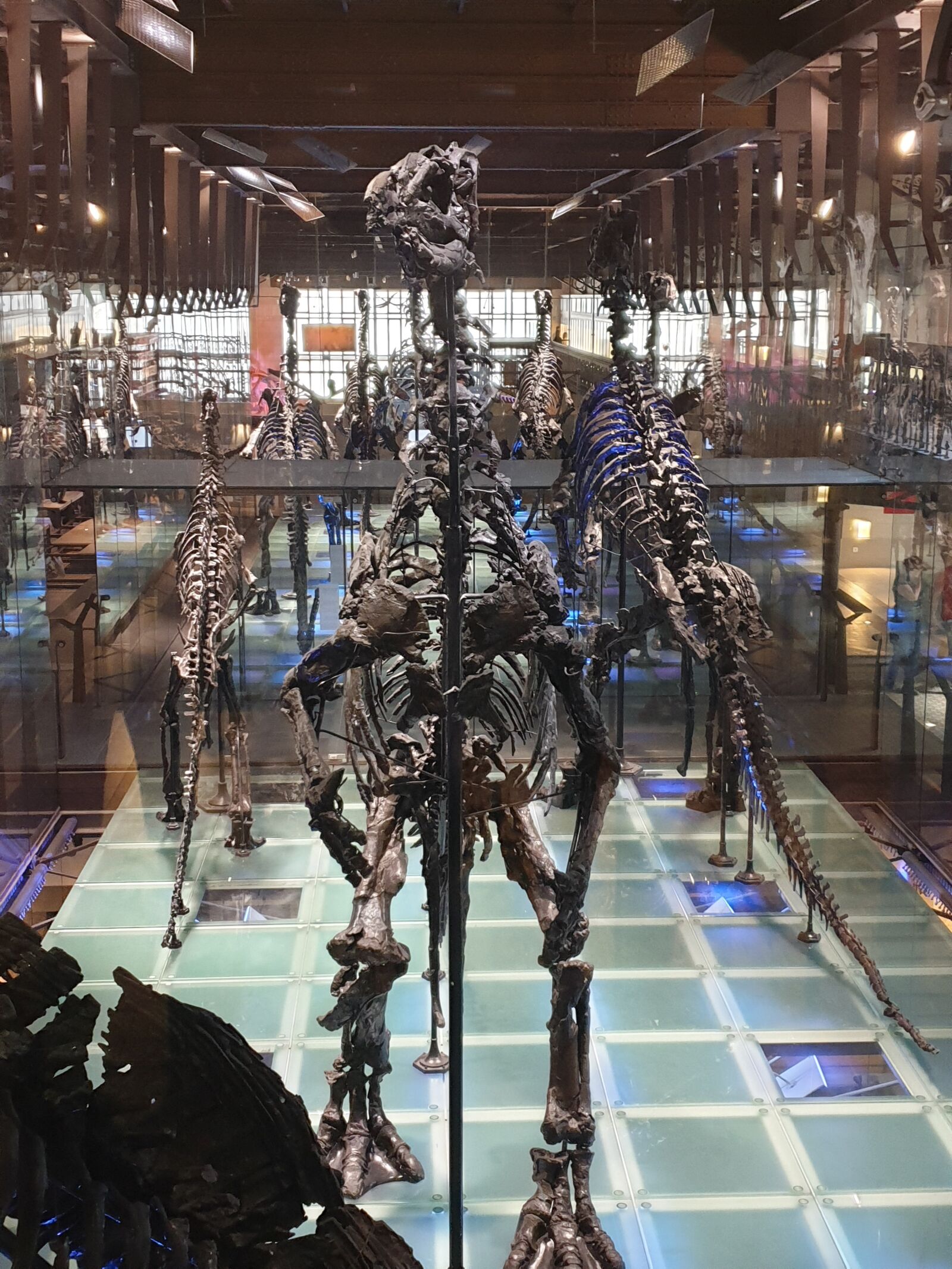 Samsung Galaxy S9+ sample photo. Dinosaur, skeleton, museum photography