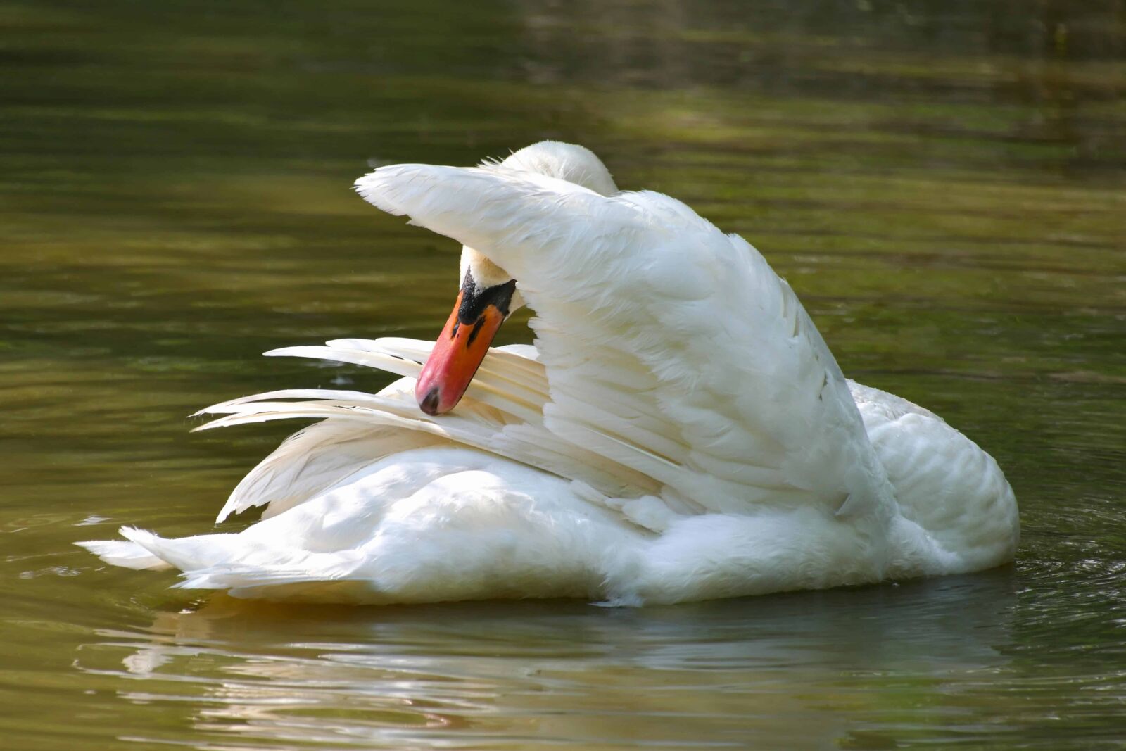 Nikon D500 sample photo. Bird, wildlife, waterfowl, lake photography