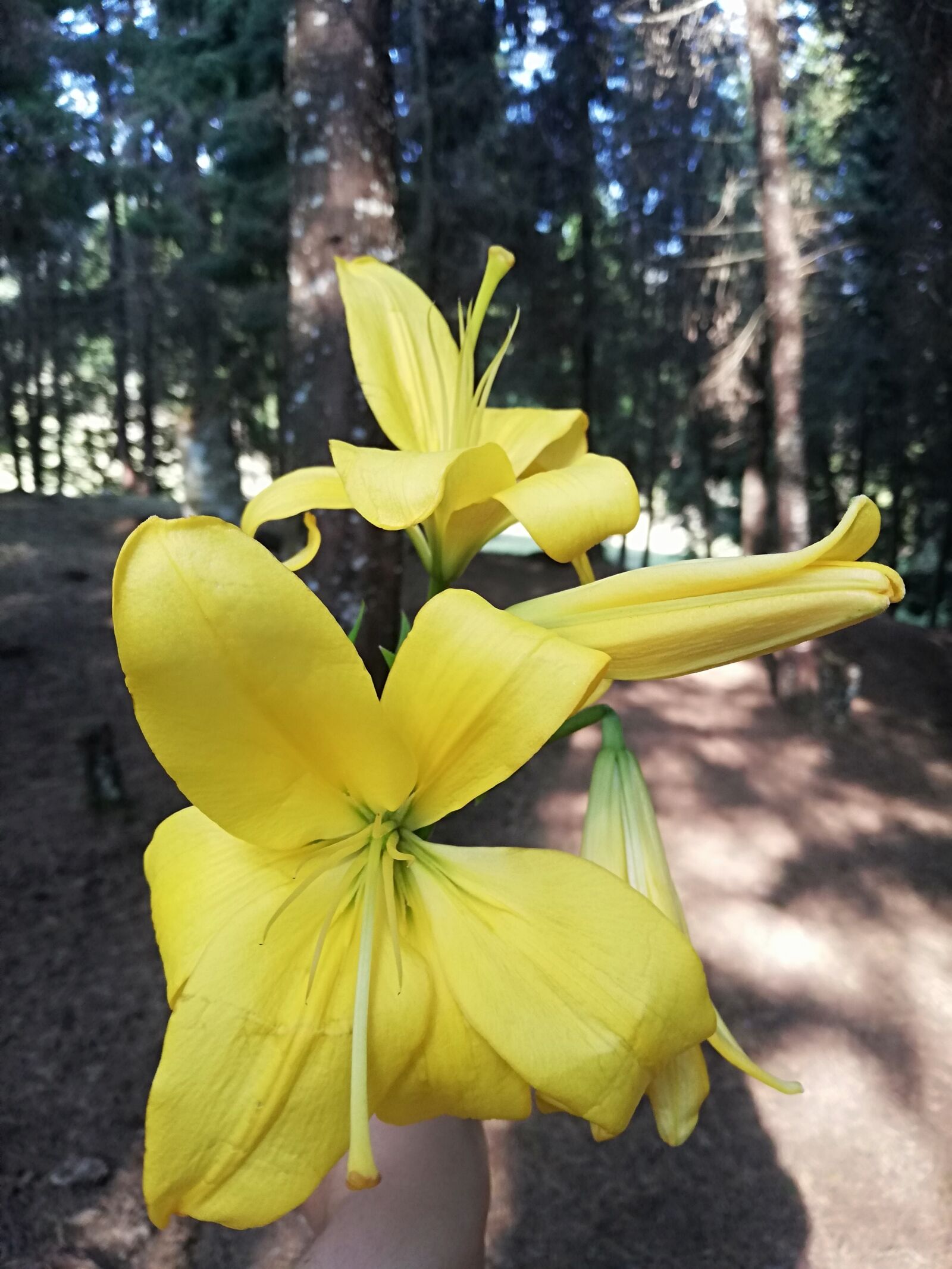 HUAWEI P20 lite sample photo. Forest, countryside, landscape photography