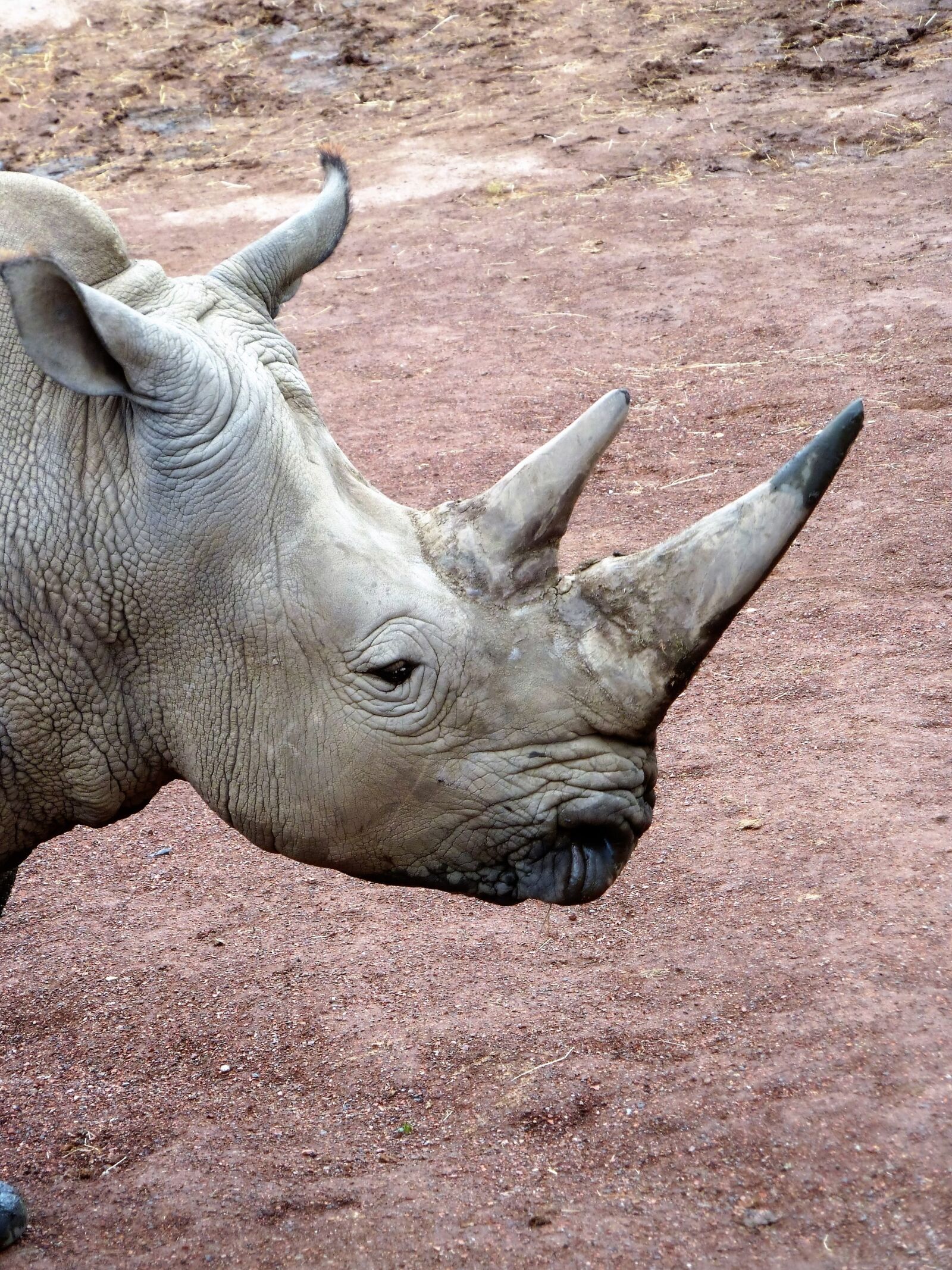 Panasonic Lumix DMC-ZS5 (Lumix DMC-TZ8) sample photo. Animal, rhino, horn photography