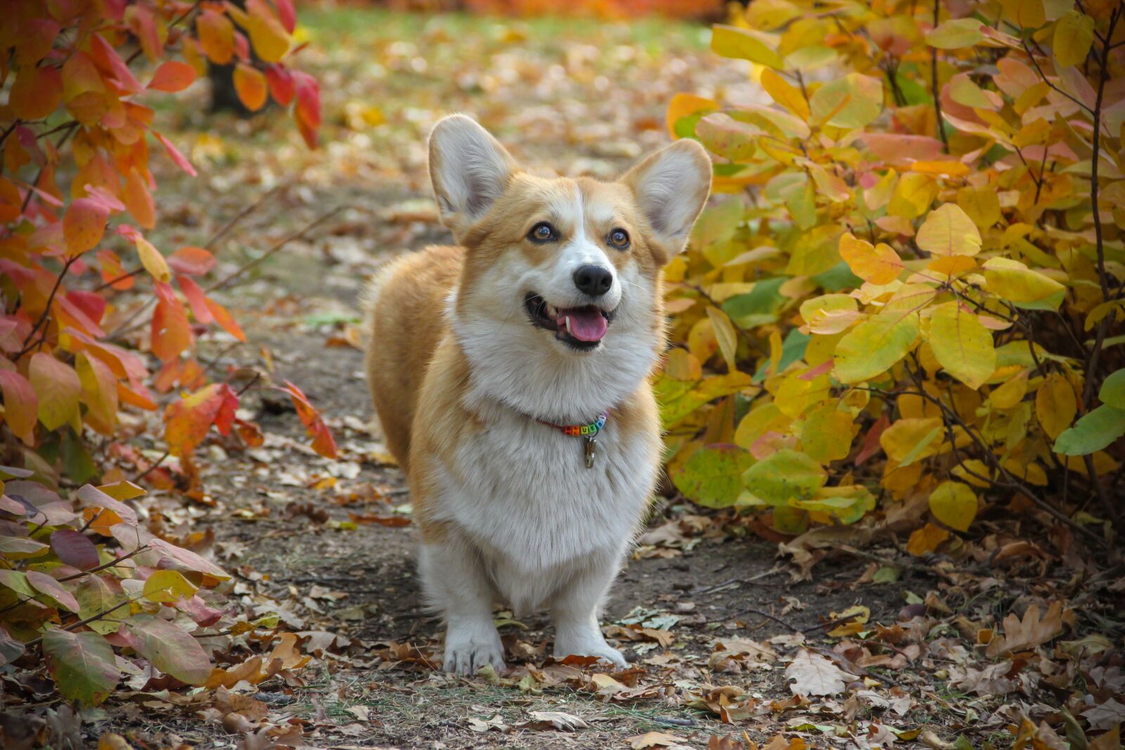 Canon EOS 550D (EOS Rebel T2i / EOS Kiss X4) sample photo. Corgi, dog, autumn photography