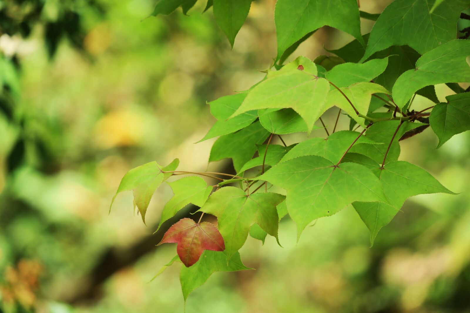 Canon PowerShot G3 X sample photo. Leaf, nature, plant photography