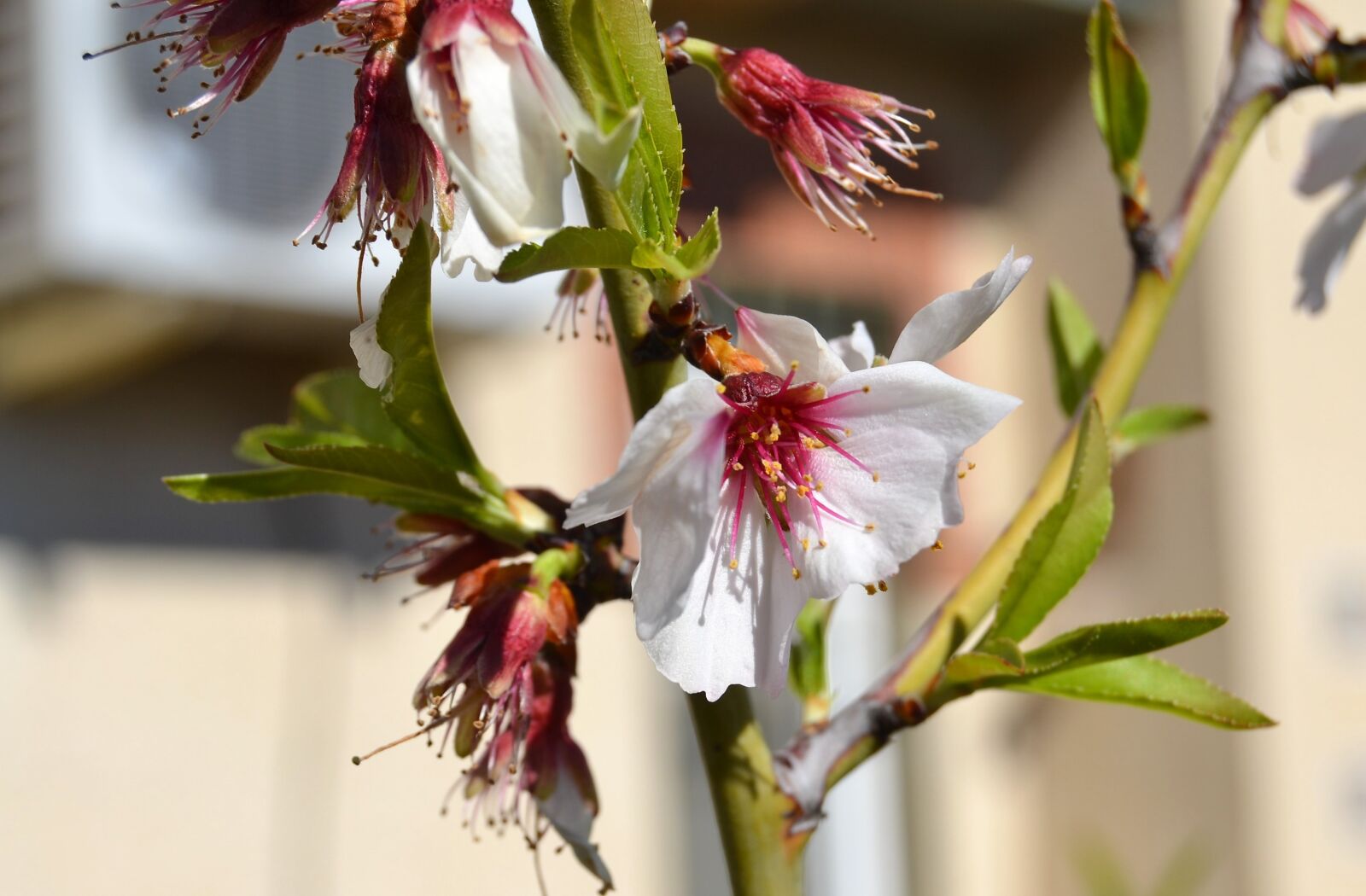 Nikon D3100 sample photo. Almond tree, spring, garden photography