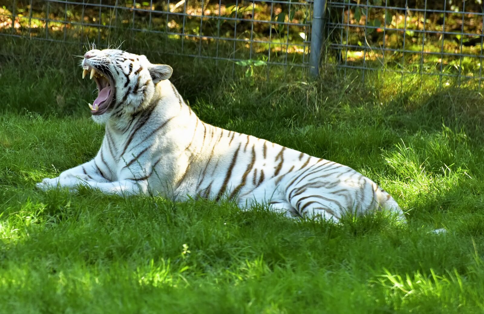 Nikon D750 sample photo. Tiger, white tiger, predator photography
