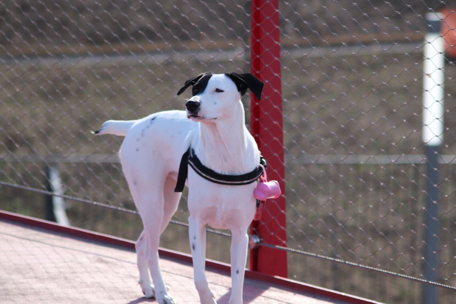 Canon EOS 800D (EOS Rebel T7i / EOS Kiss X9i) sample photo. Dog, cute, funny photography