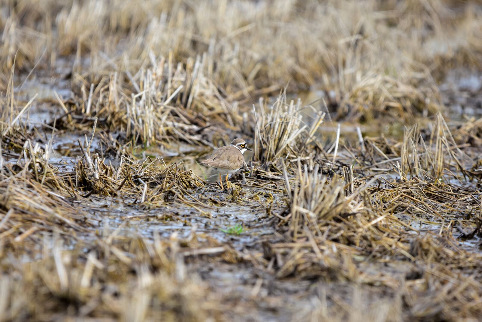 Nikon D7200 sample photo. Animal, paddy field, water photography