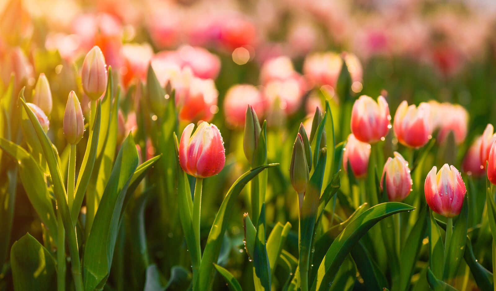 Canon EOS 6D + Canon EF 135mm F2L USM sample photo. Tulips, flower, garden photography