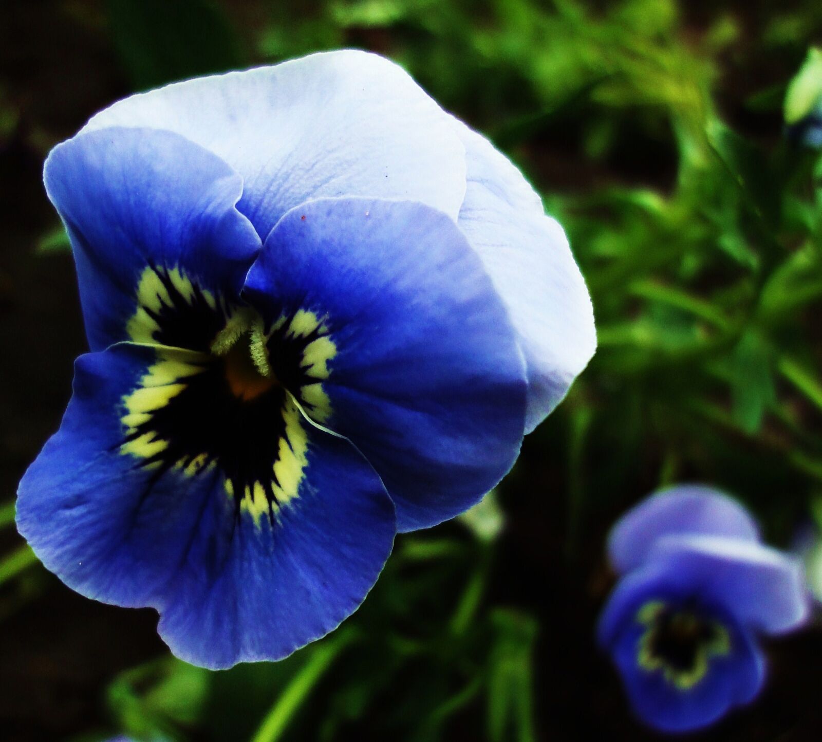 Sony Cyber-shot DSC-WX1 sample photo. Blue, flowers, pansies, spring photography