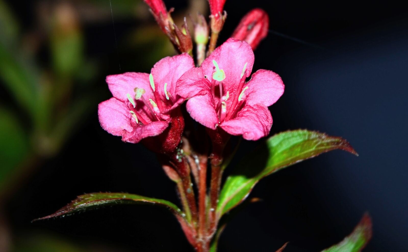 Nikon D7000 sample photo. Garden, flower, autumn photography