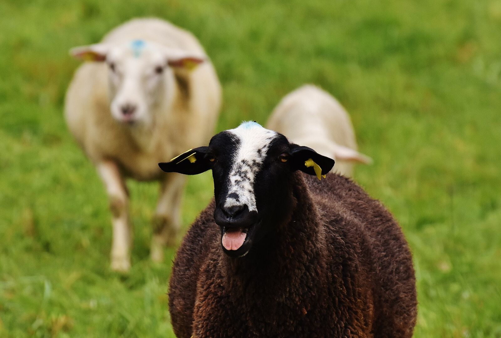 Nikon D7200 sample photo. Sheep, animal, meadow photography