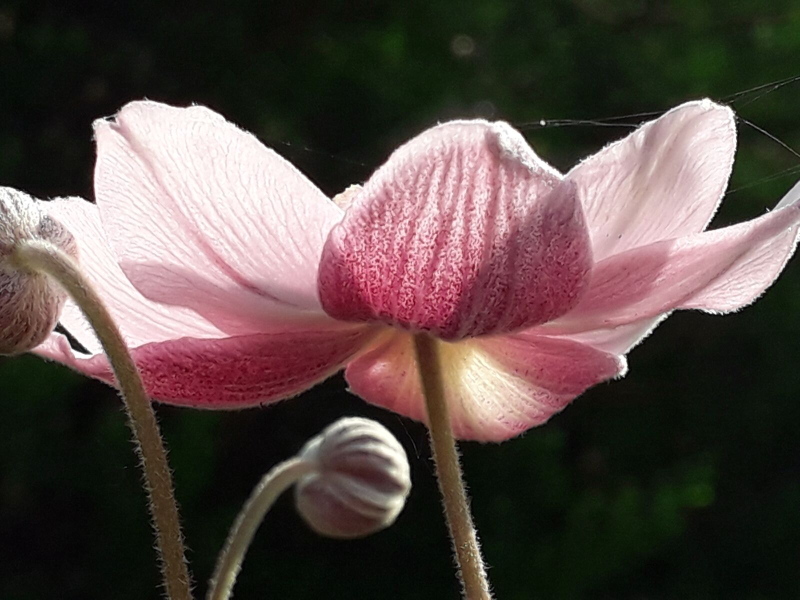 Samsung Galaxy J6 sample photo. Flower, nature, nature photo photography