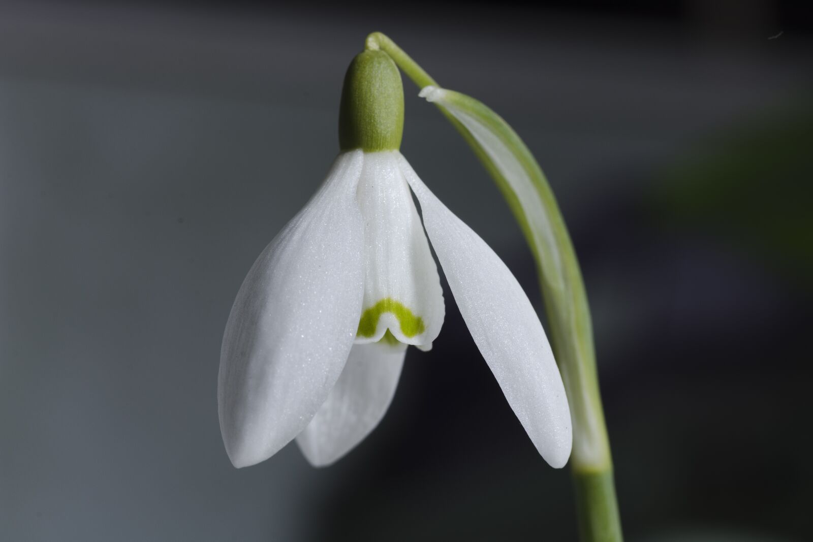 Nikon D7200 sample photo. Flower, snowdrop, spring photography