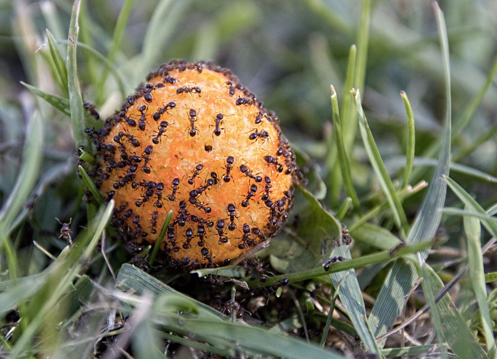 Canon EOS 550D (EOS Rebel T2i / EOS Kiss X4) sample photo. Ants, macro, cheesepuff photography