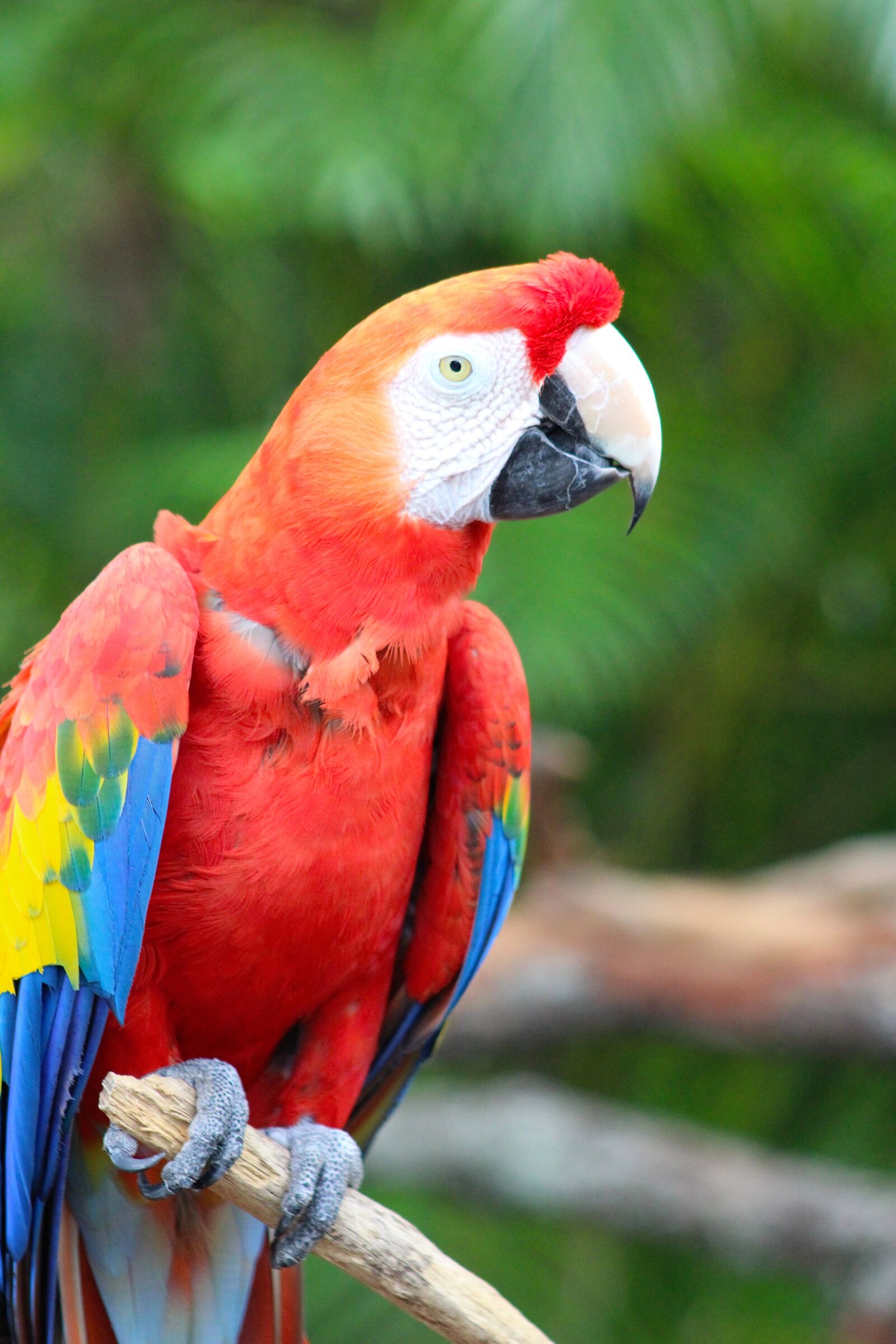 Canon EOS 1200D (EOS Rebel T5 / EOS Kiss X70 / EOS Hi) sample photo. Parrot, macaw, bird photography