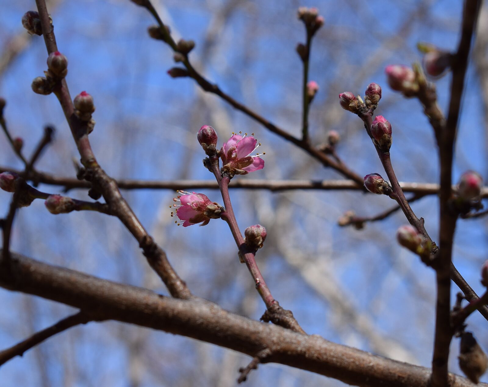 Nikon D3300 sample photo. Peach blossom buds opening photography