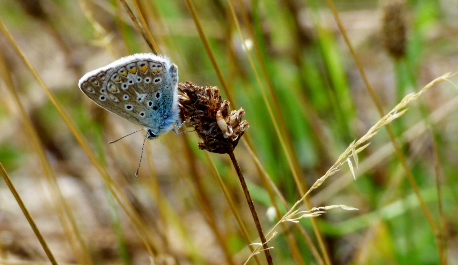 Panasonic DMC-FZ72 sample photo. Butterfly, butterflies, bug photography