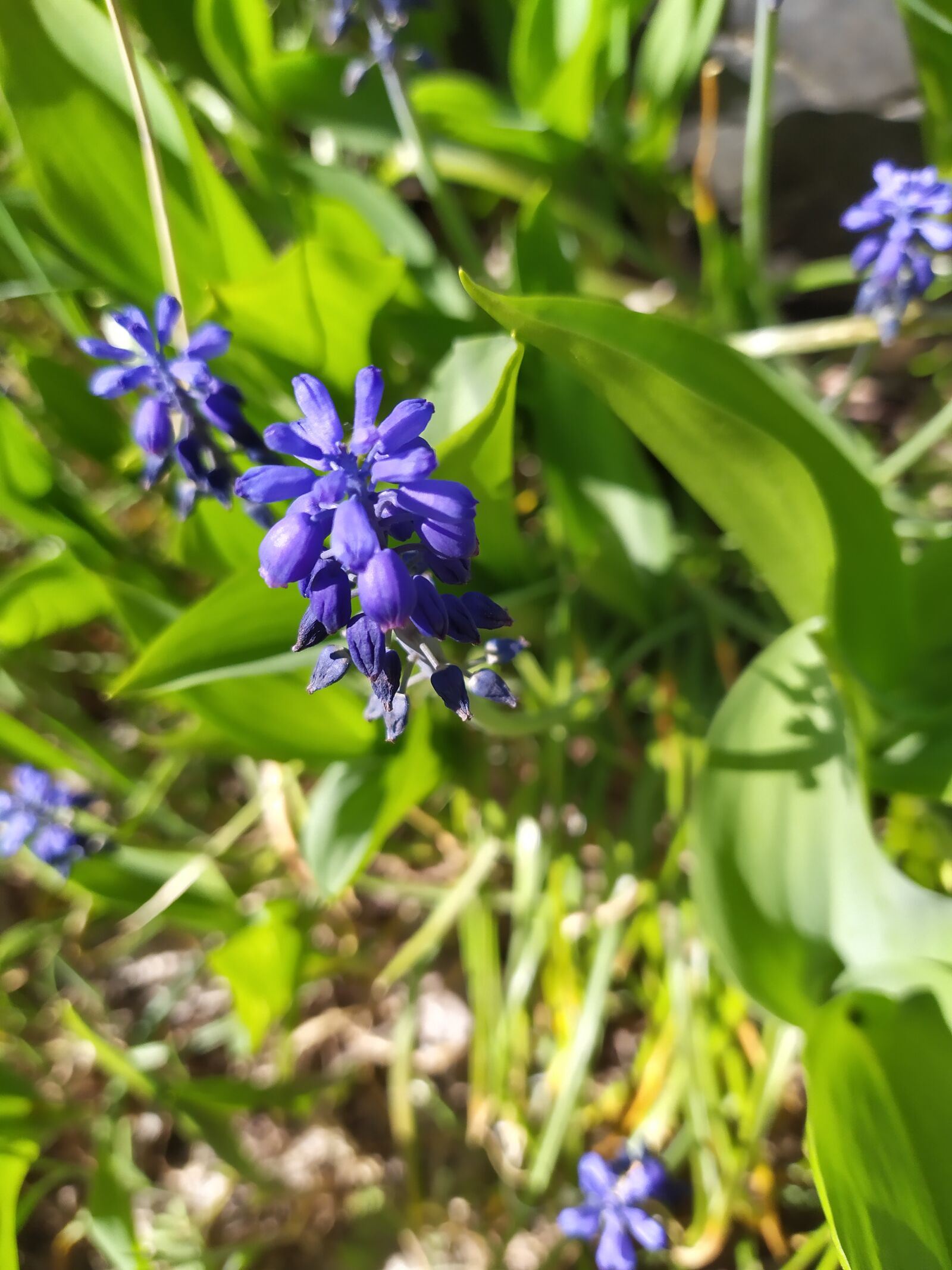 Xiaomi Redmi Note 7 sample photo. Flowers, purple, spring photography