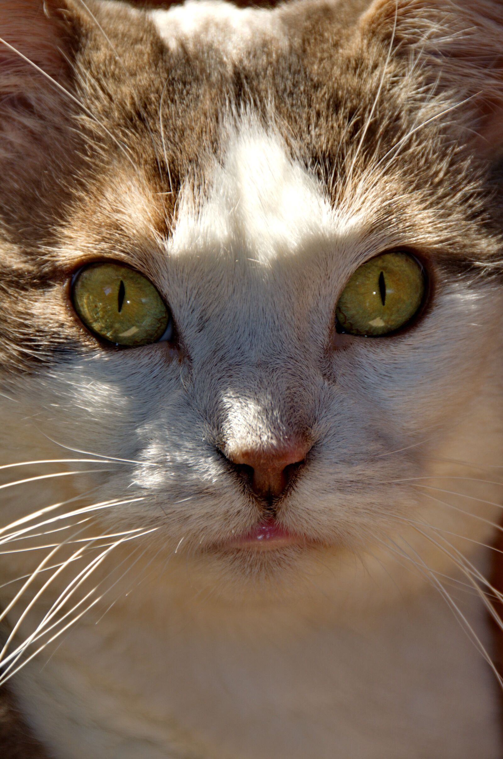 Nikon D5100 sample photo. Cat, domestic cat, pet photography