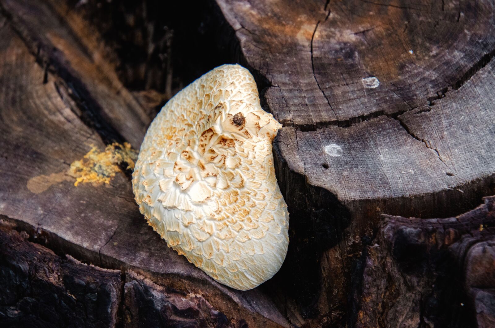 Nikon D7000 sample photo. Fungus, tree stump, white photography