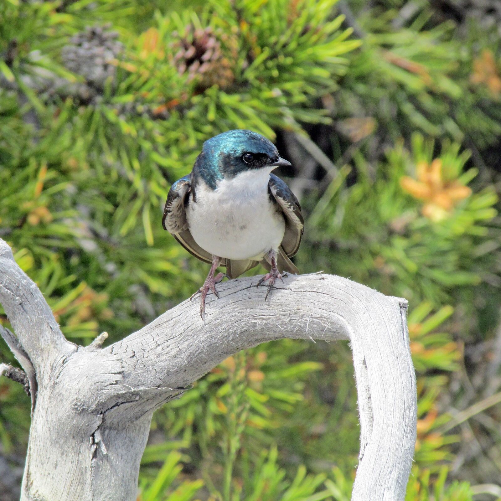 Canon PowerShot SX500 IS sample photo. Tree swallow, bird, wildlife photography