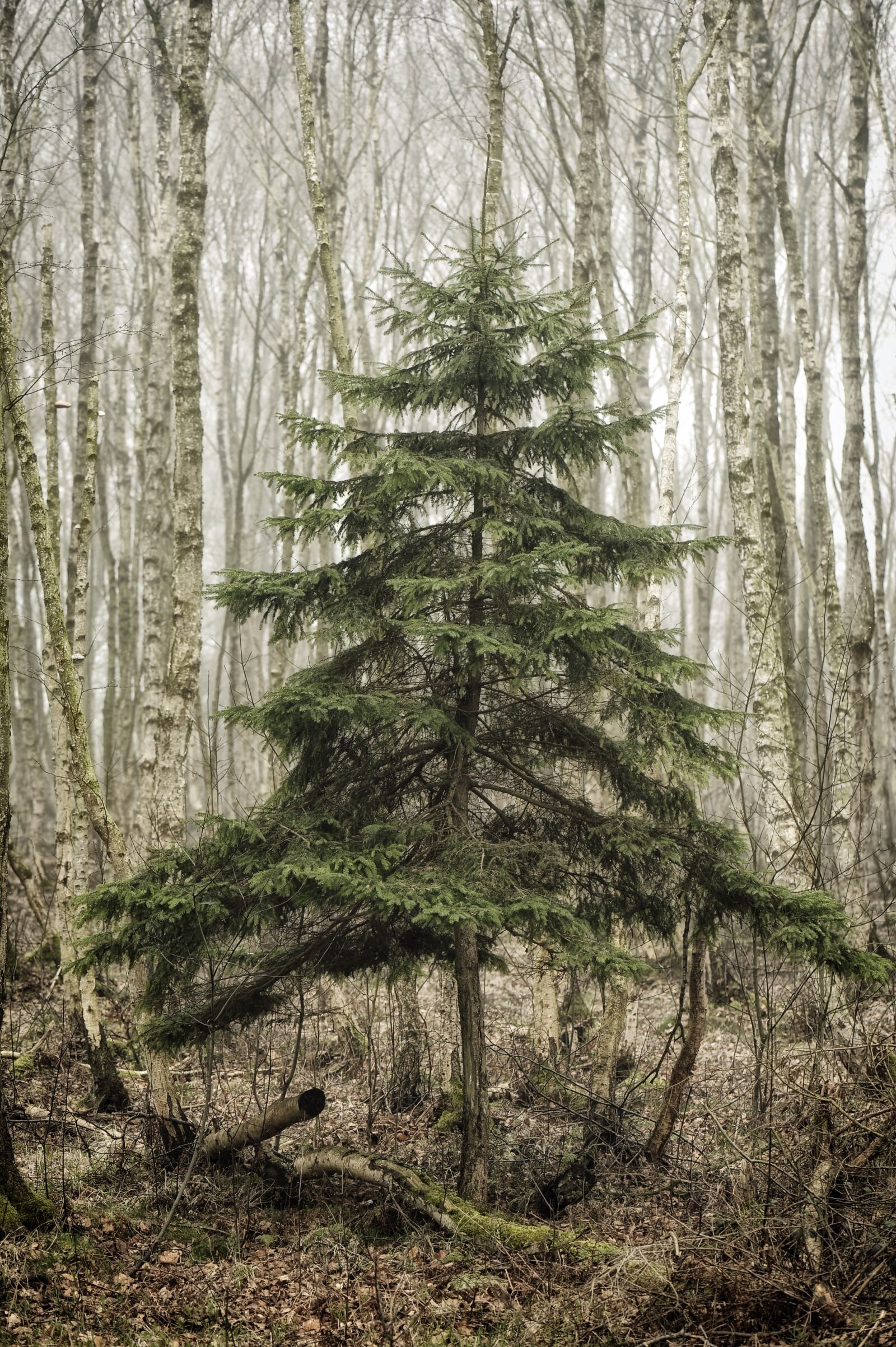 Nikon D3S sample photo. Wood, tree, nature photography