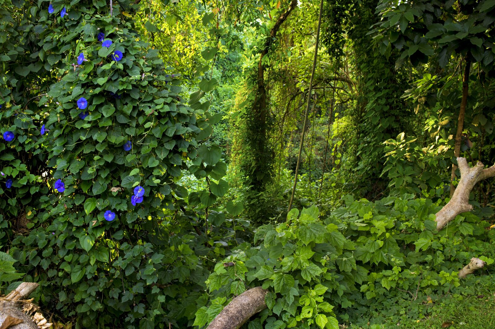 Nikon D4S sample photo. Jungle, uganda, green photography