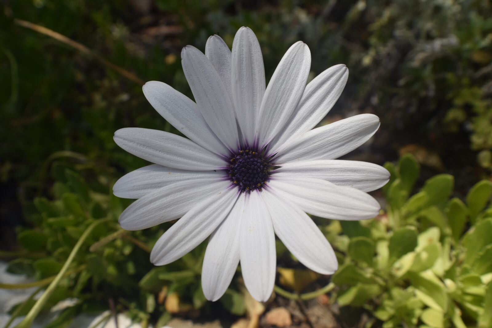 Nikon D3300 sample photo. Flower, nature, floral photography