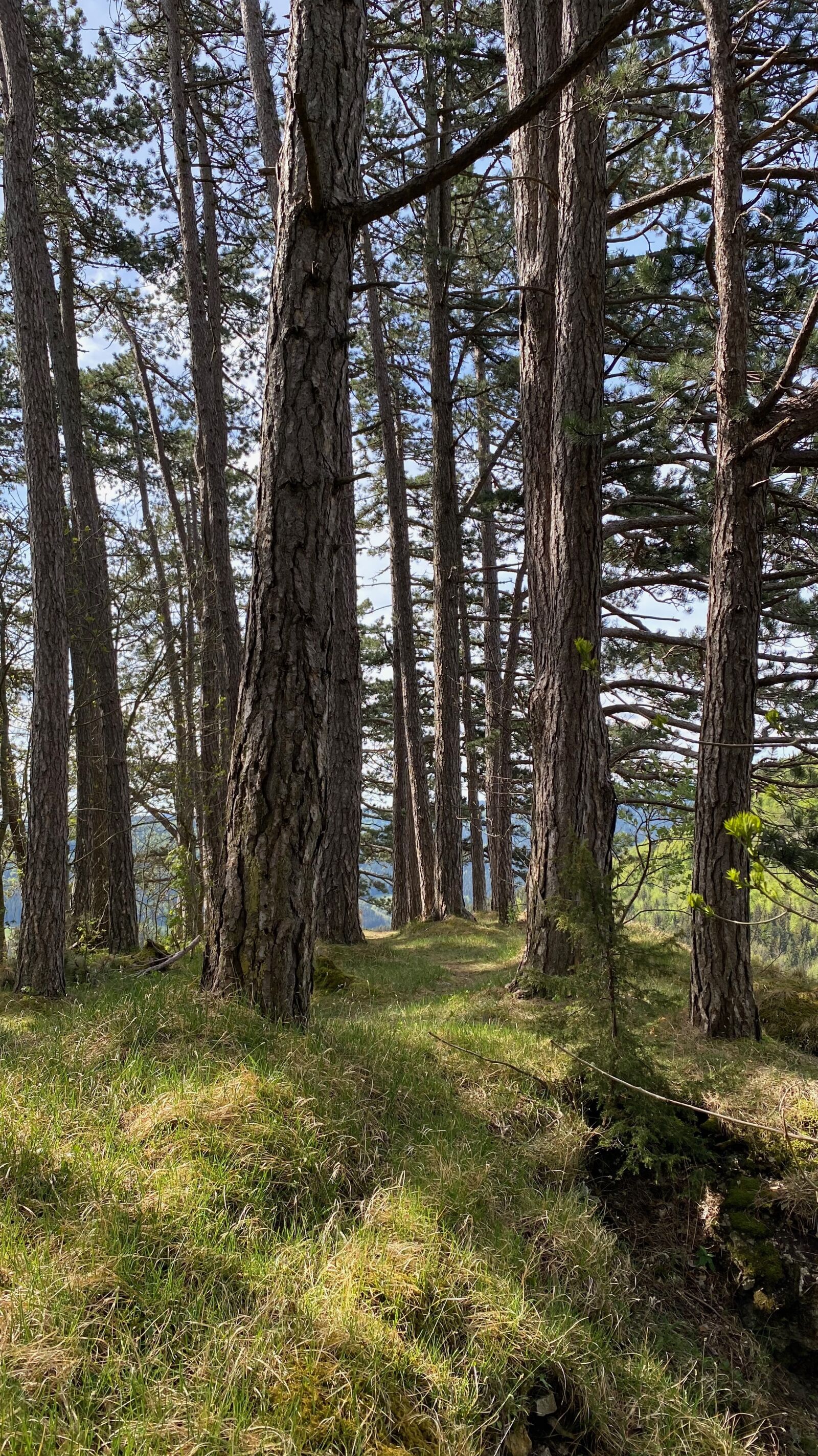 Apple iPhone 11 Pro sample photo. Sheep mountain, ruin, forest photography