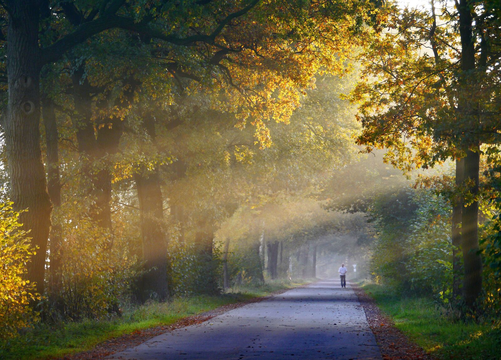 Panasonic Lumix DMC-G3 sample photo. Autumn, fog, jog photography