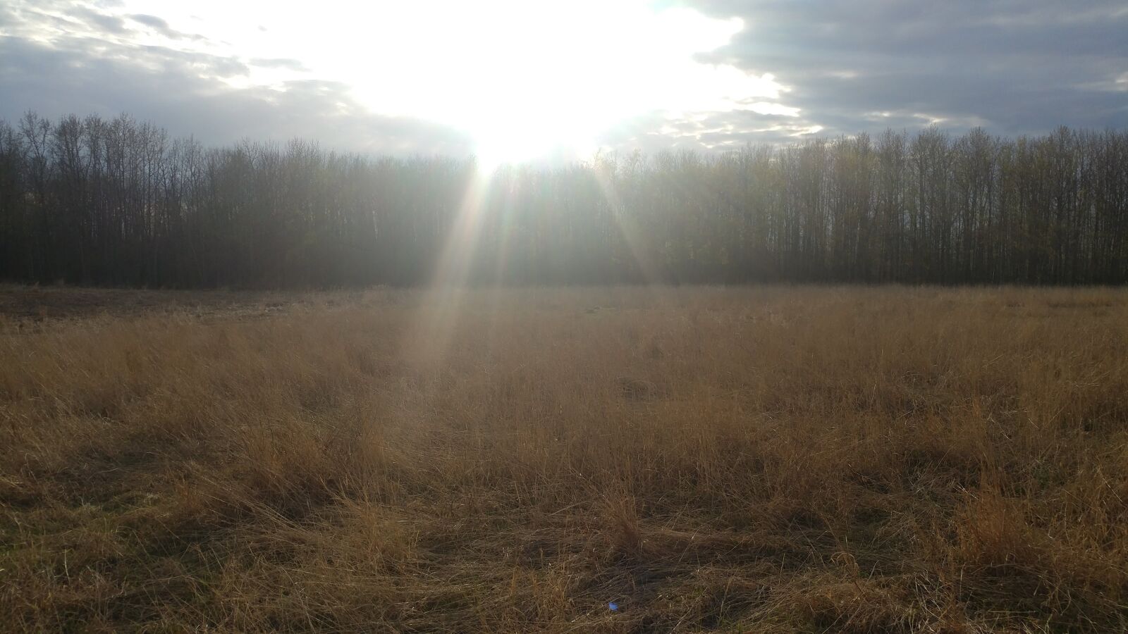 LG V20 sample photo. Spring, field, sunshine photography