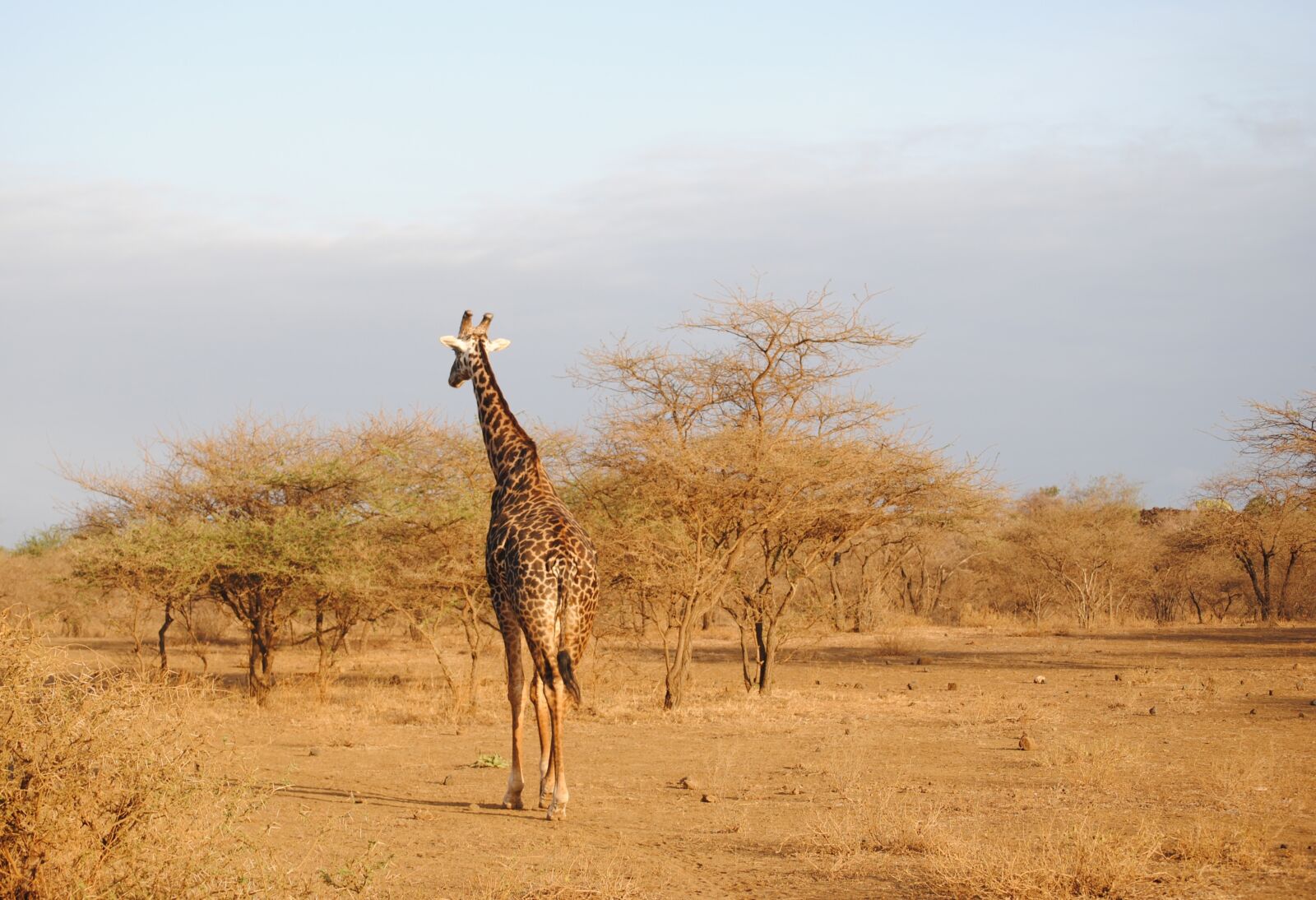 Nikon D3000 sample photo. Giraffe, kenya, tsavo photography