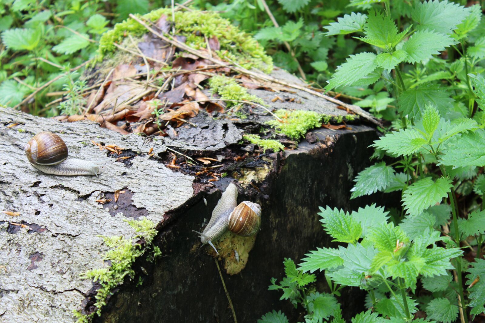 Canon EOS 600D (Rebel EOS T3i / EOS Kiss X5) sample photo. Snail, animals, forest photography