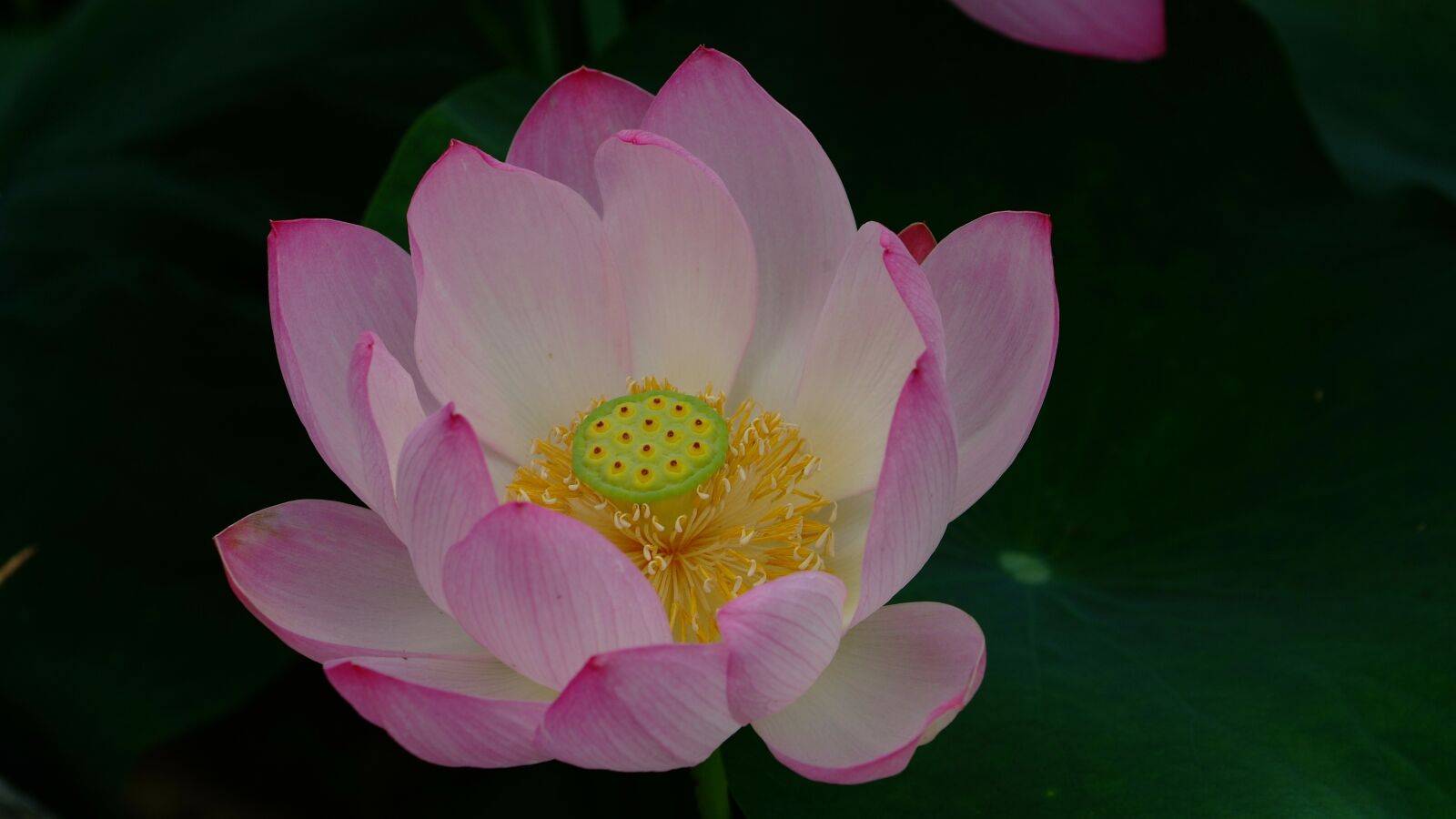 Fujifilm FinePix S3 Pro sample photo. Lotus, plants, nature photography