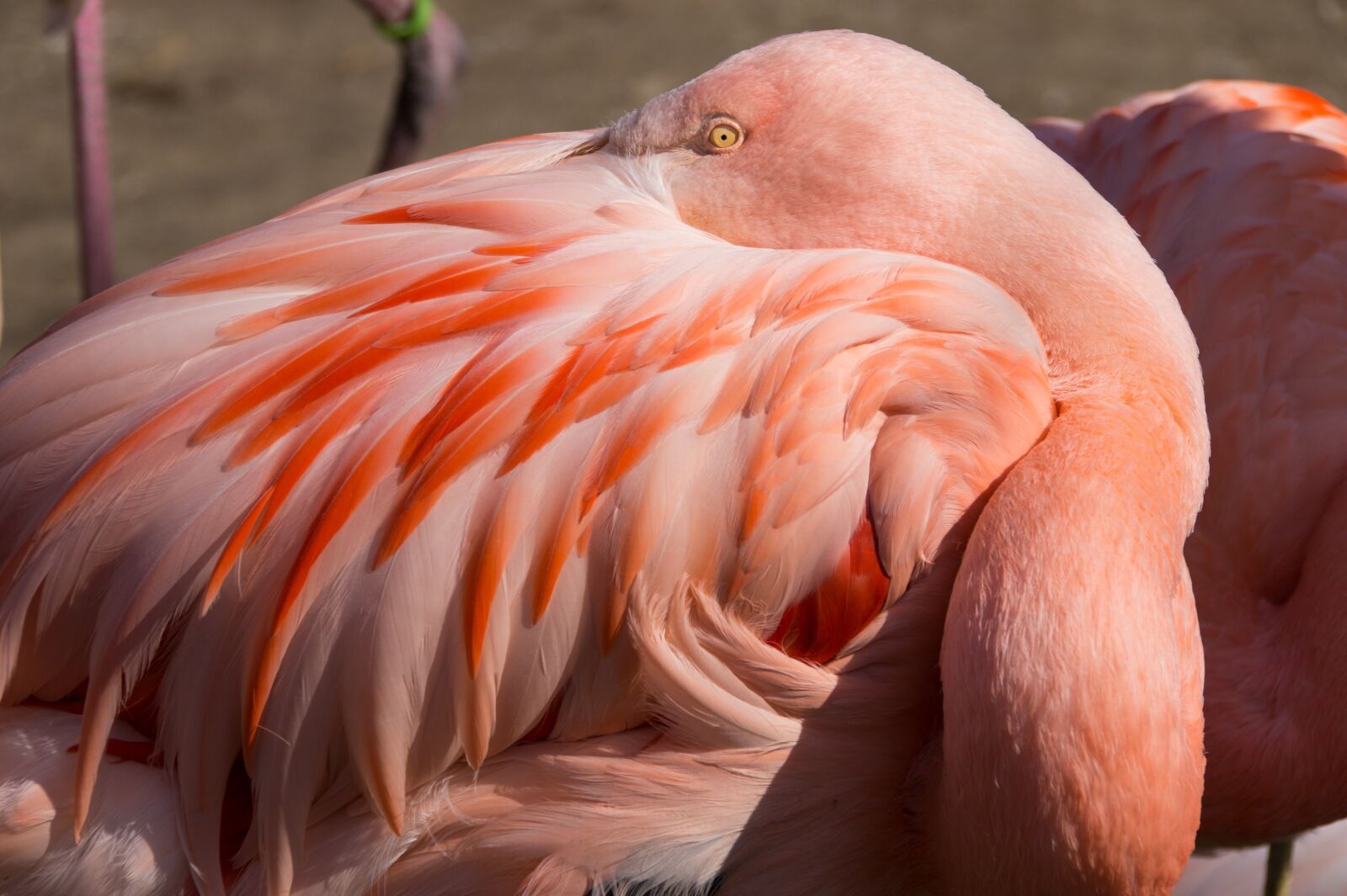 Sony SLT-A58 sample photo. Flamingo, zoo, hanover photography