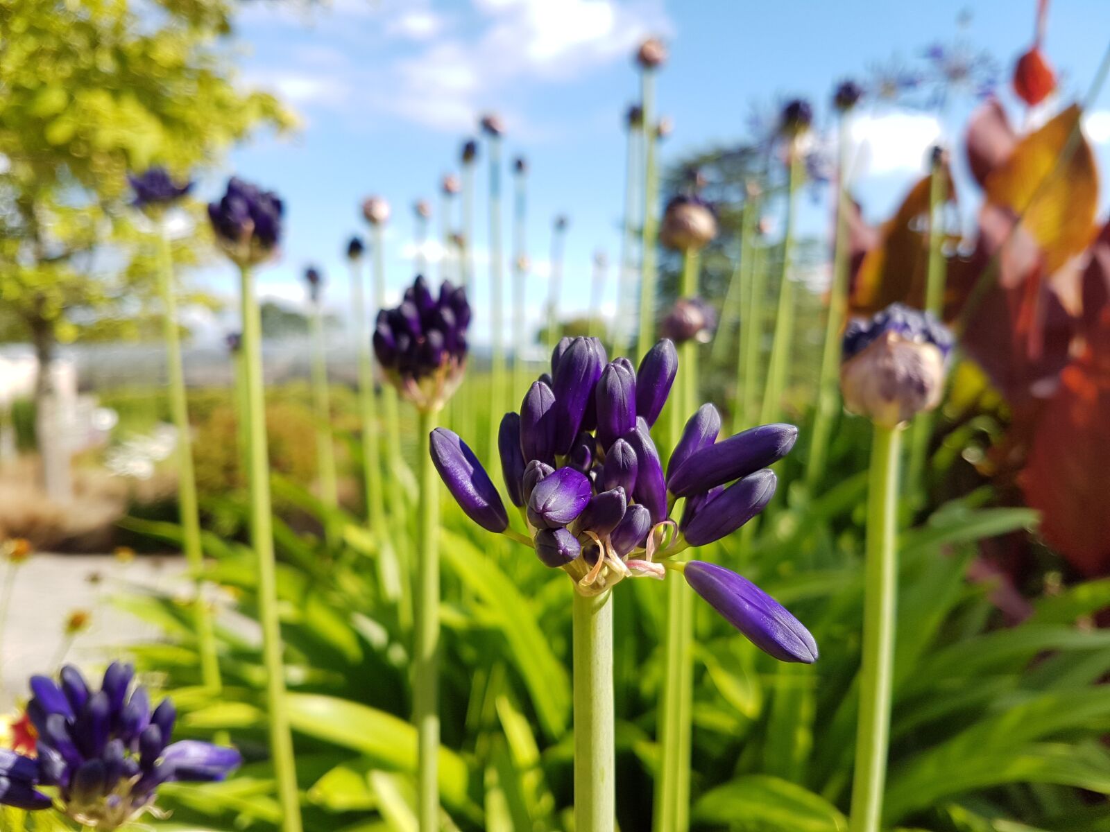 Samsung Galaxy S7 sample photo. Flowers, purple, purple flower photography