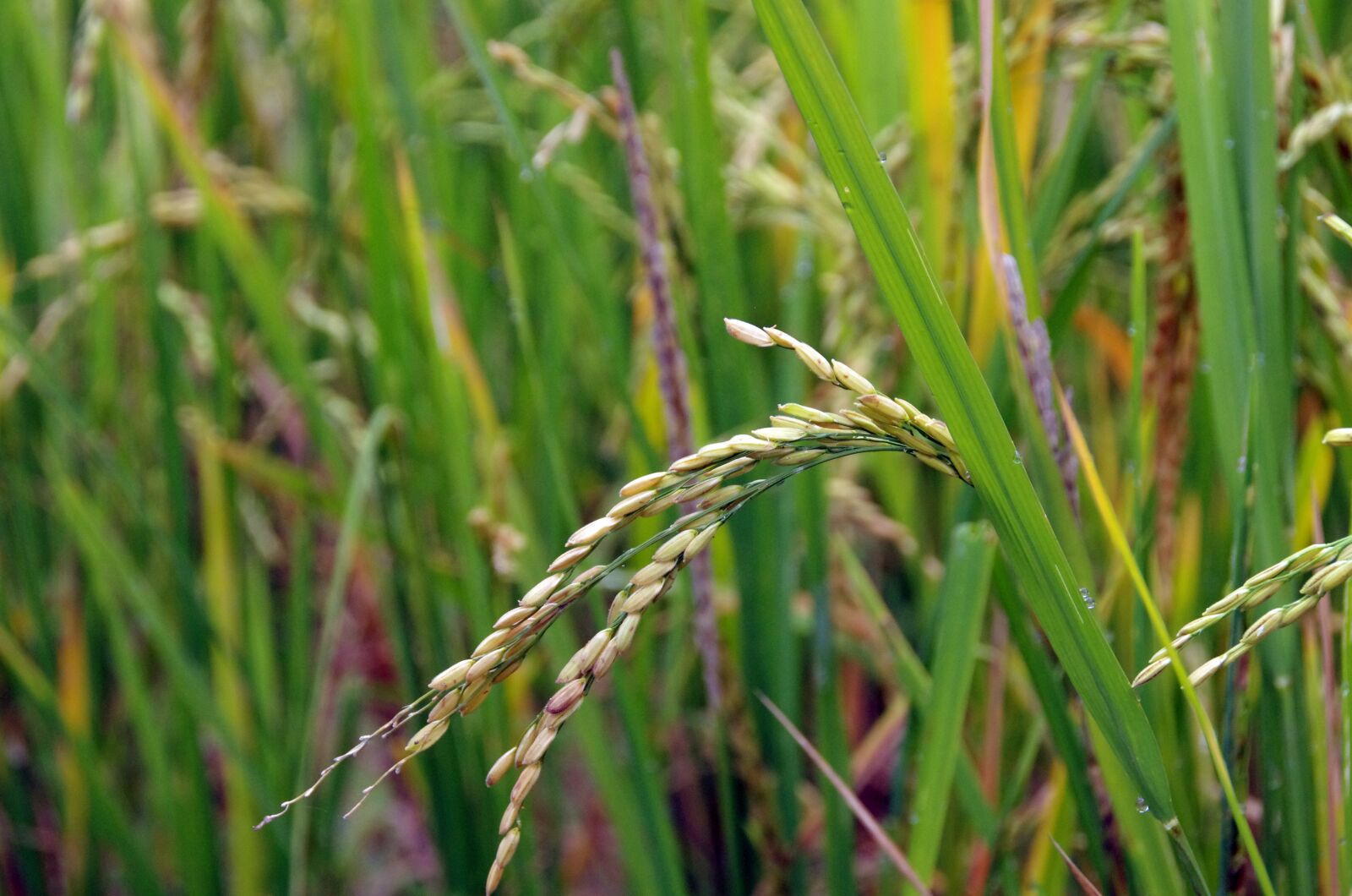 Pentax K-5 sample photo. Rice, cereal, grains photography