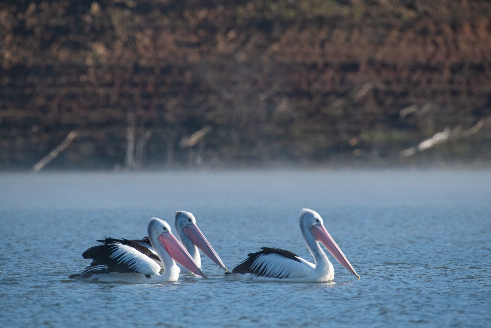 Nikon D850 sample photo. Australian pelican, australia, wild photography