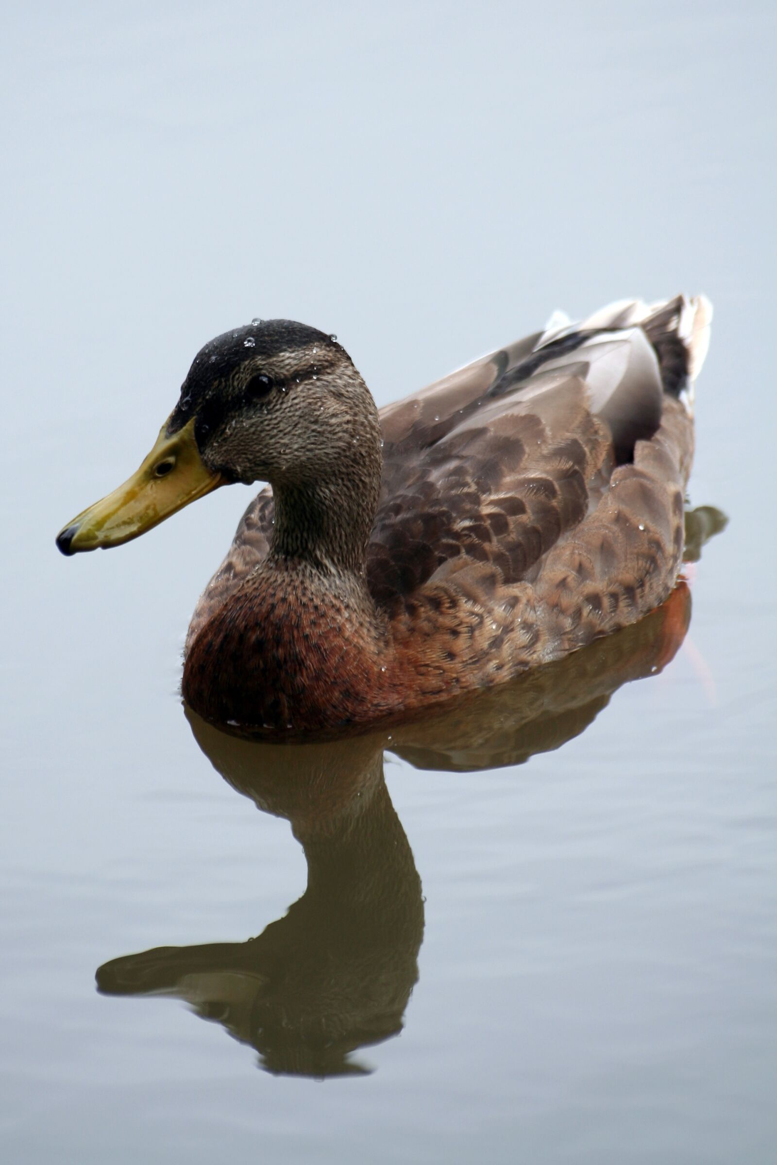 Canon EOS 350D (EOS Digital Rebel XT / EOS Kiss Digital N) sample photo. Duck, water, animal photography