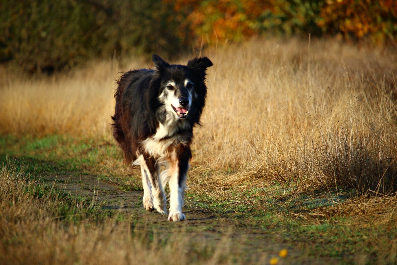 Canon EOS 100D (EOS Rebel SL1 / EOS Kiss X7) sample photo. Border, dog, herding dog photography