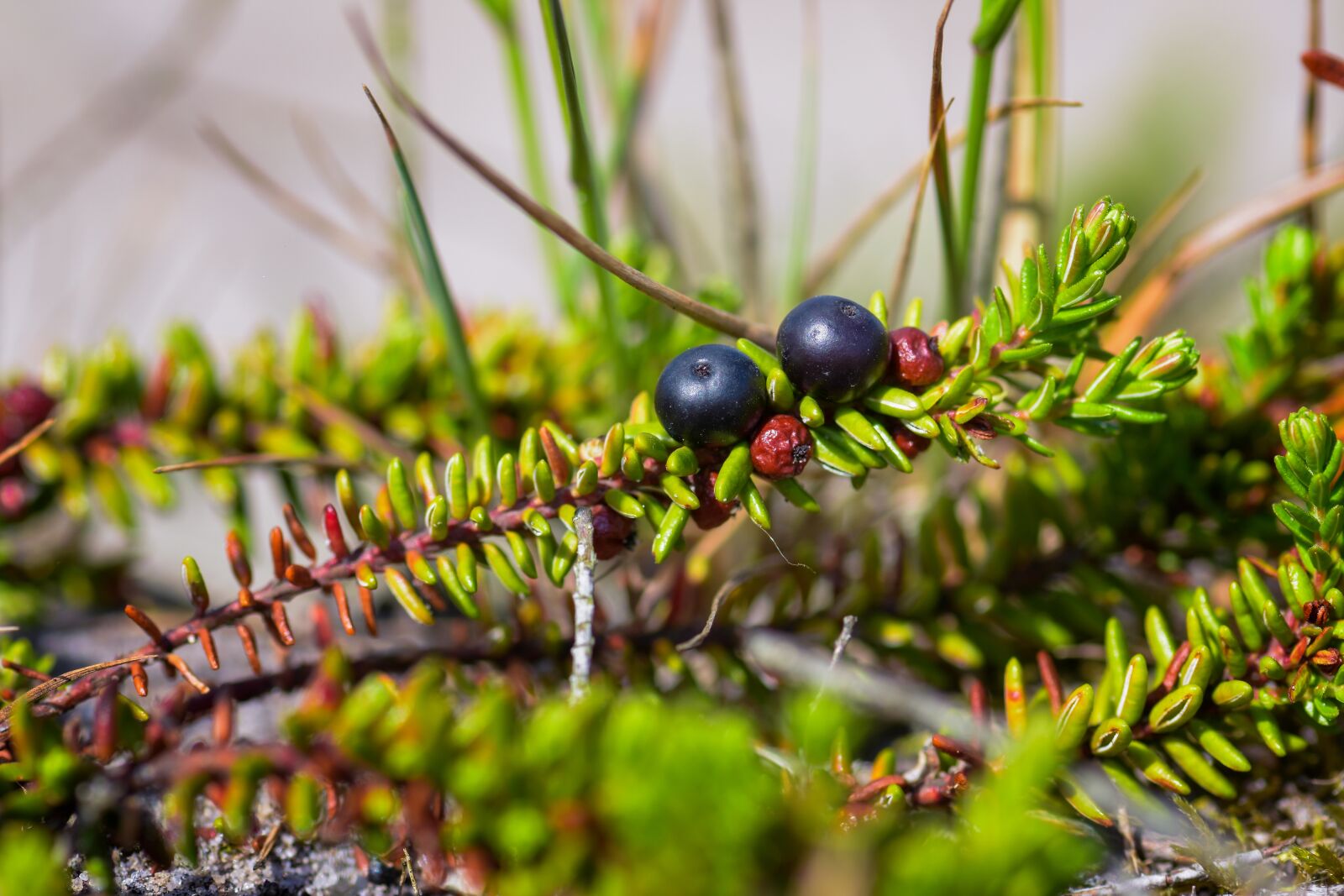 Nikon D7200 sample photo. Crowberry, heather green, nature photography