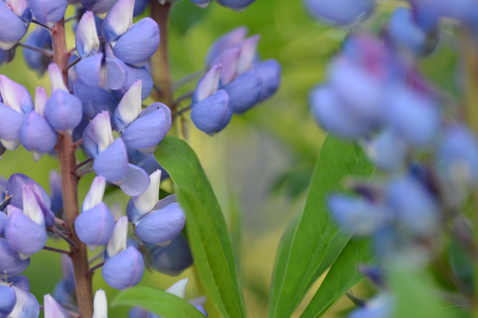 Nikon D7100 sample photo. Flower, close-up, spring photography