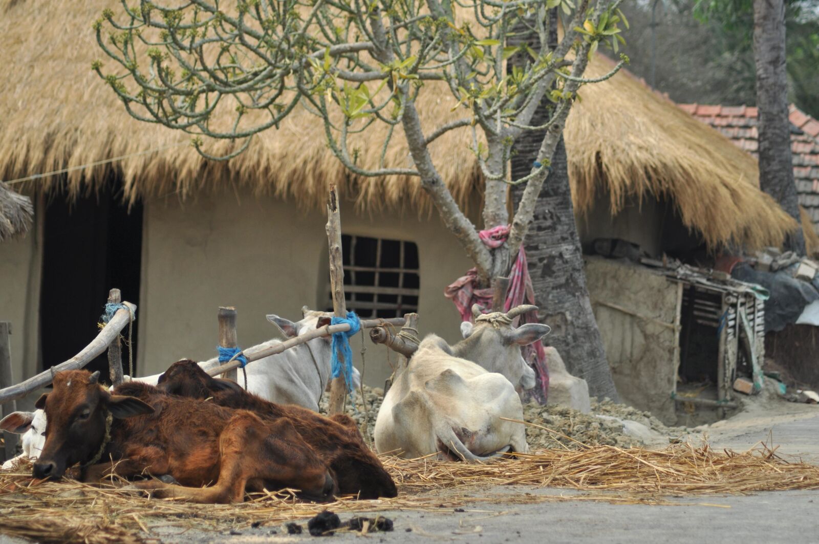 Nikon D90 sample photo. India, village, cow, livestock photography