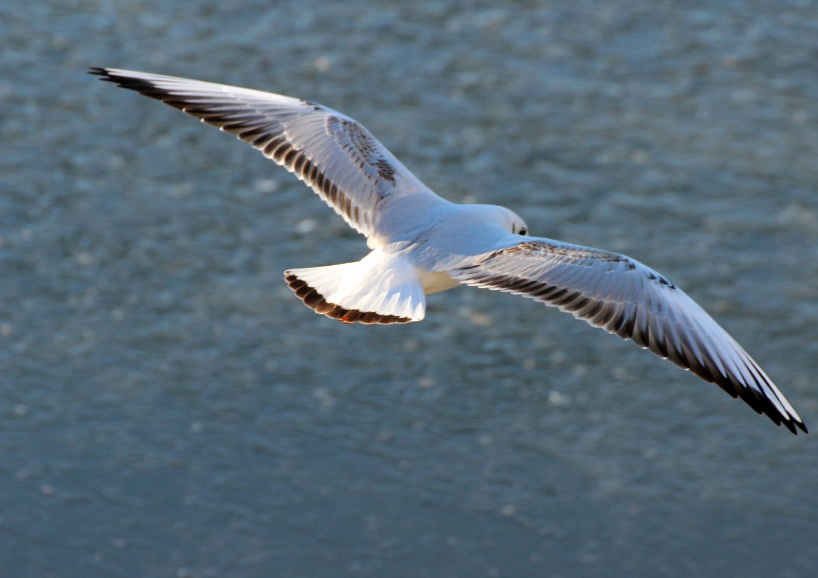 Canon EOS 600D (Rebel EOS T3i / EOS Kiss X5) sample photo. Nature, winter, birds photography