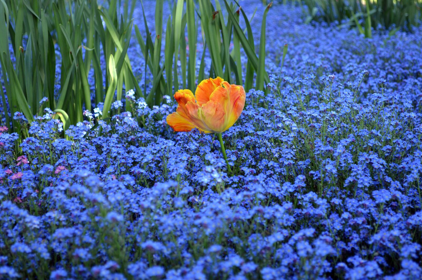 Nikon D5100 sample photo. Blue, orange, green photography