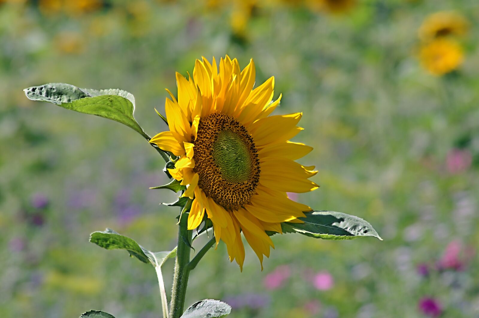 Pentax K-x sample photo. Plant, nature, flower photography