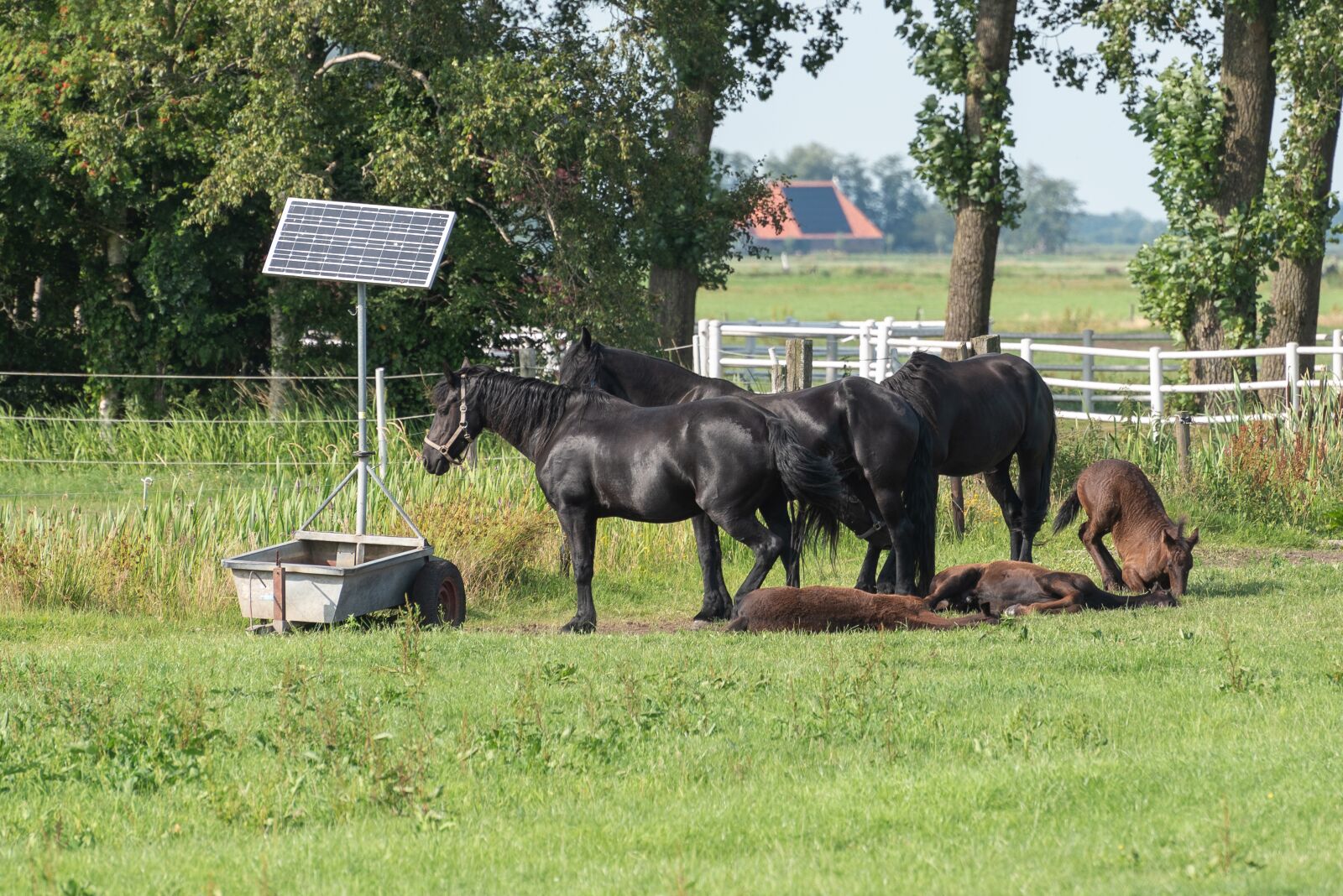 Nikon D750 sample photo. Horses, grass, nature photography