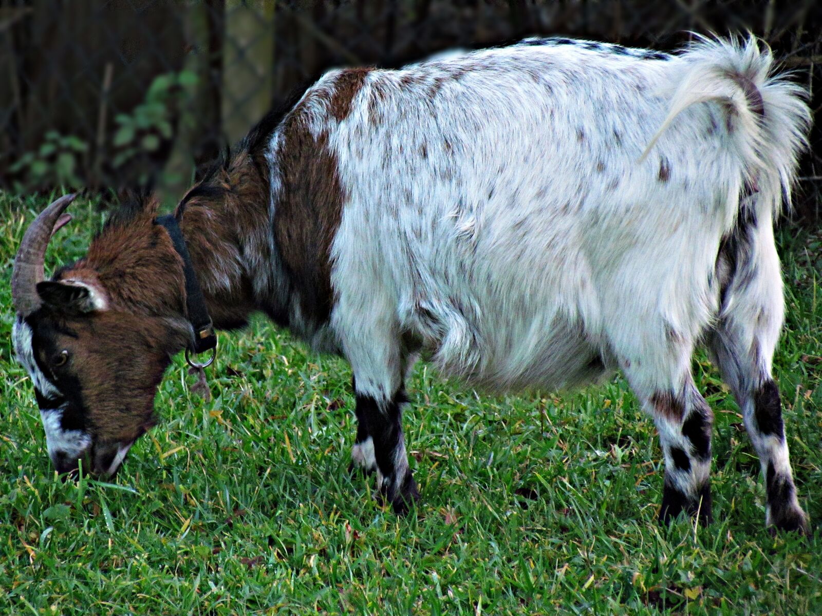 Canon PowerShot SX30 IS sample photo. Animal, goat, nature photography